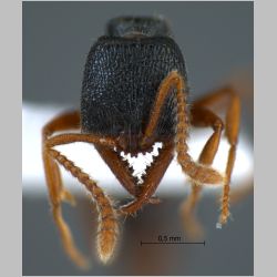 Amblyopone sp 2 Erichson, 1842 frontal