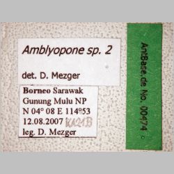 Amblyopone sp 2 Erichson, 1842 label