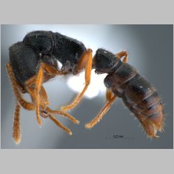 Amblyopone sp 2 Erichson, 1842 lateral