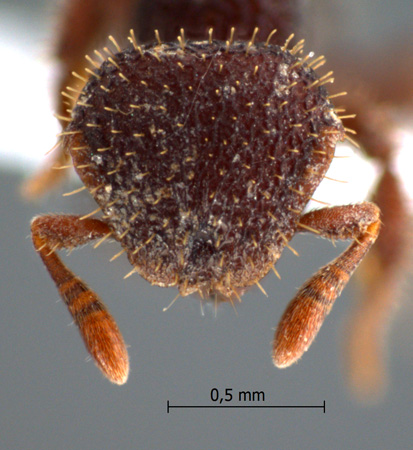 Calyptomyrmex sp 1 frontal