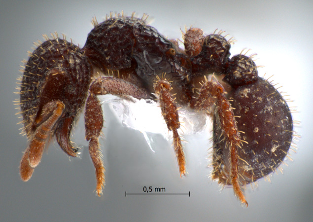 Calyptomyrmex sp 1 lateral