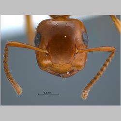 Camponotus schmitzi Stärcke, 1933 frontal