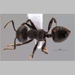 Crematogaster difformis Smith, 1857 dorsal