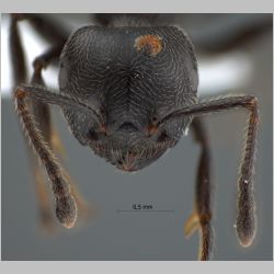 Crematogaster difformis Smith, 1857 frontal