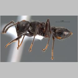 Crematogaster difformis Smith, 1857 lateral