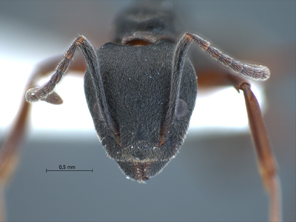 Dolichoderus kinabaluensis frontal