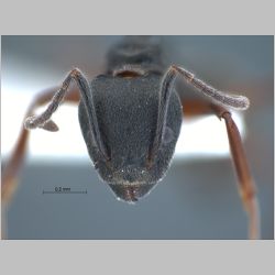 Dolichoderus kinabaluensis Dill, 2002 frontal