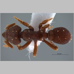 Eurhopalotrix jennya Taylor, 1990 dorsal