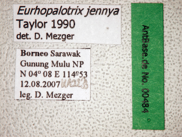 Eurhopalotrix jennya label