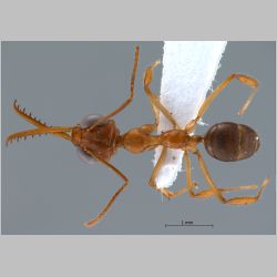 Myrmoteras chondrogastrum Moffett, 1985 dorsal