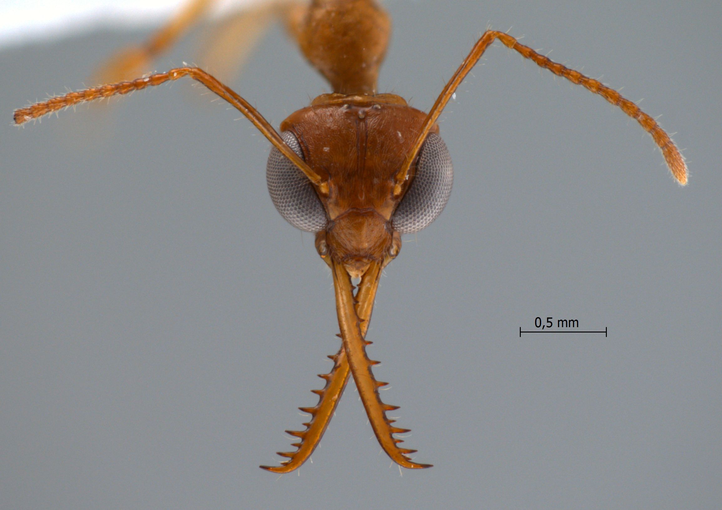 Myrmoteras chondrogastrum frontal