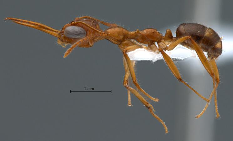 Myrmoteras chondrogastrum lateral