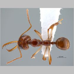 Myrmoteras donisthorpei Wheeler, 1916 dorsal