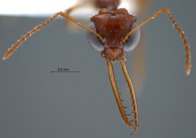 Myrmoteras donisthorpei frontal