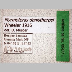 Myrmoteras donisthorpei Wheeler, 1916 label