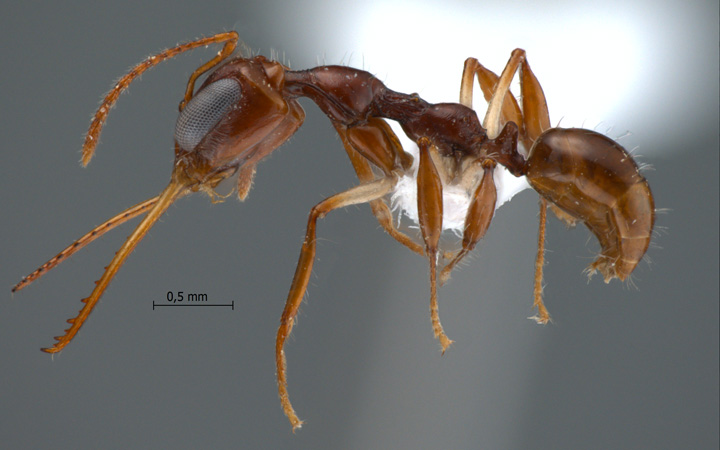 Myrmoteras donisthorpei lateral