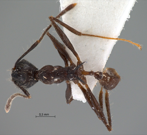 Pheidole modiglianii dorsal