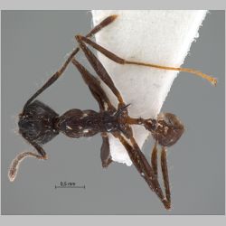 Pheidole modiglianii Emery, 1900 dorsal