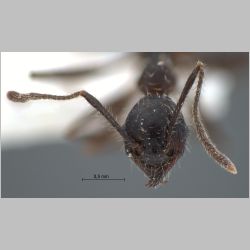 Pheidole modiglianii Emery, 1900 frontal