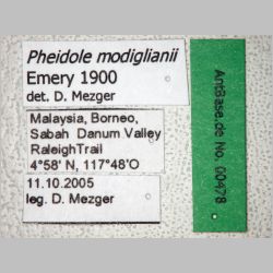 Pheidole modiglianii Emery, 1900 label