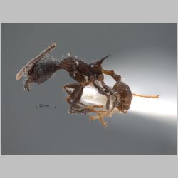 Pheidole modiglianii Emery, 1900 lateral