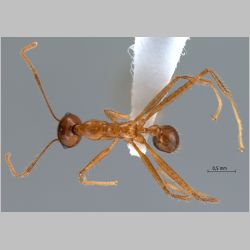 Pheidole montana Eguchi, 1999 dorsal