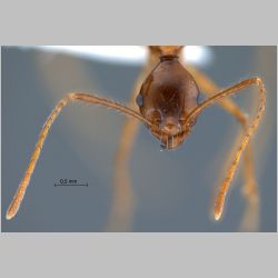 Pheidole montana Eguchi, 1999 frontal