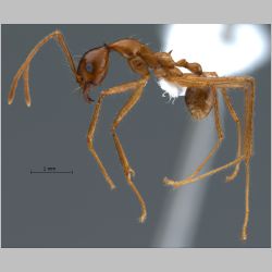 Pheidole montana Eguchi, 1999 lateral