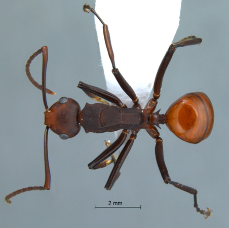 Polyrhachis sp. near trinax dorsal