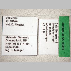 Protanilla rafflesi Taylor, 1990 label