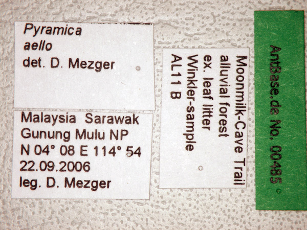 Pyramica aello label