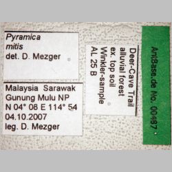 Pyramica mitis Brown, 2000 label