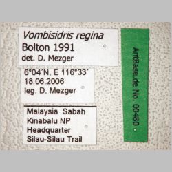 Vombisidris regina Bolton, 1991 label