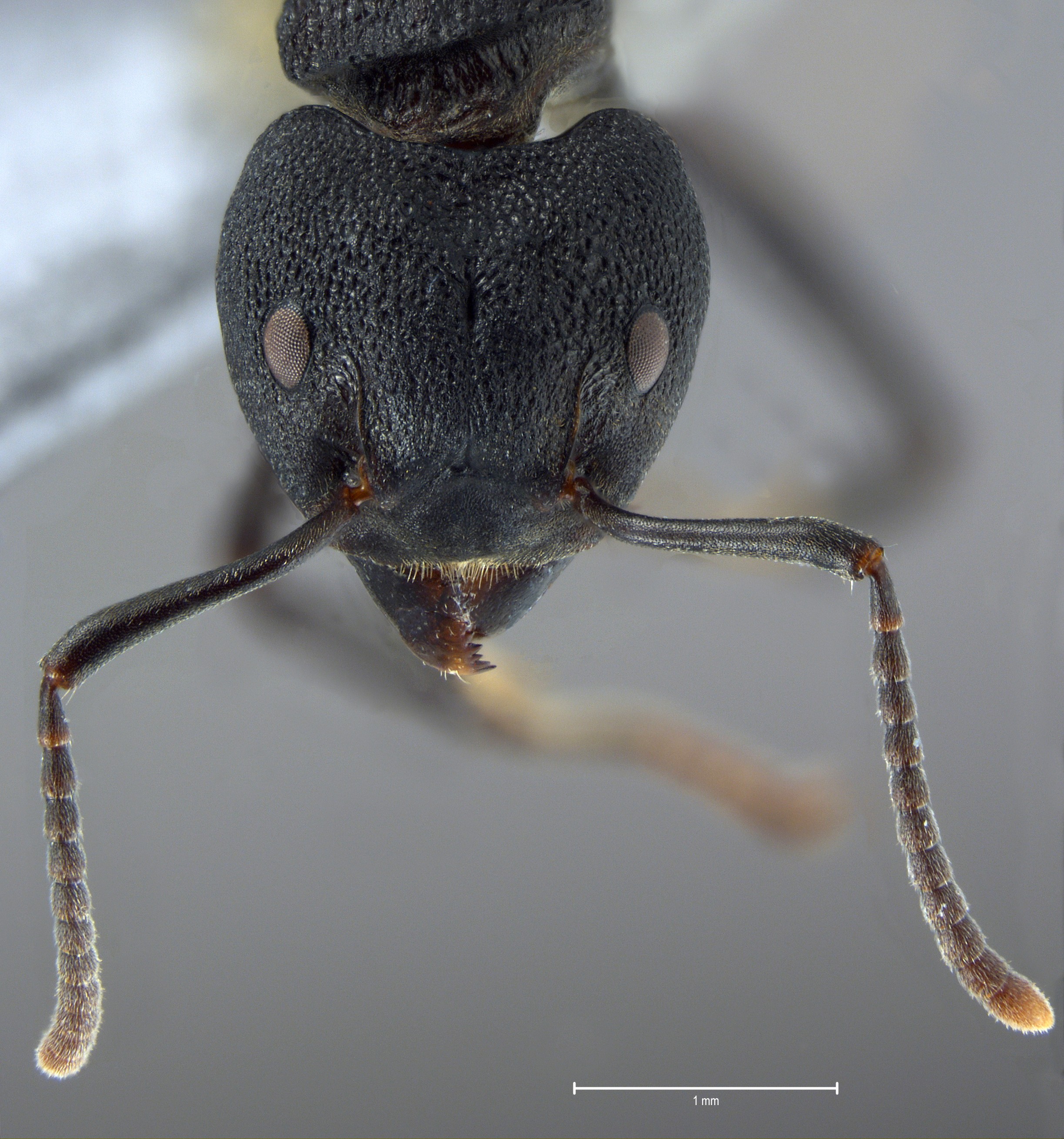 Dolichoderus magnipastor frontal