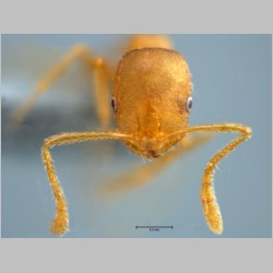 Monomorium pharaonis Linnaeus, 1758 frontal