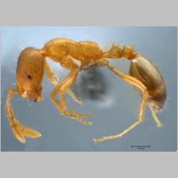 Monomorium pharaonis Linnaeus, 1758 lateral