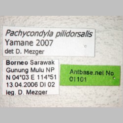 Pachycondyla pilidorsalis Yamane, 2007 label