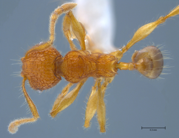 Pheidole angulicollis dorsal