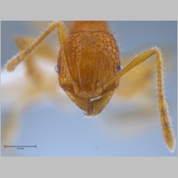 Pheidole angulicollis Eguchi, 2001 frontal