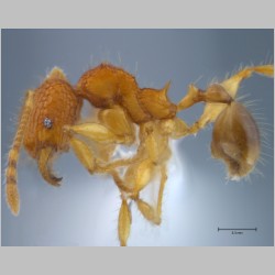 Pheidole angulicollis Eguchi, 2001 lateral