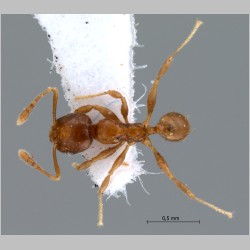 Pheidole butteli Forel, 1913 dorsal