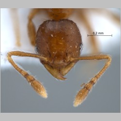 Pheidole butteli Forel, 1913 frontal