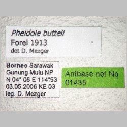 Pheidole butteli Forel, 1913 label