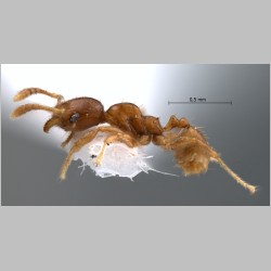 Pheidole butteli Forel, 1913 lateral