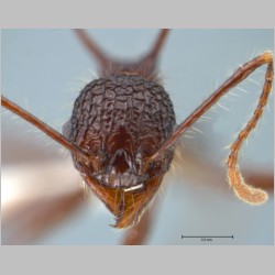 Pheidole lokitae Forel, 1913 frontal