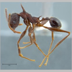 Pheidole lokitae Forel, 1913 lateral