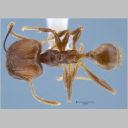 Pheidole orophila major Eguchi, 2001 dorsal