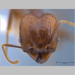Pheidole orophila major Eguchi, 2001 frontal