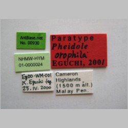 Pheidole orophila major Eguchi, 2001 label