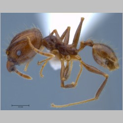 Pheidole orophila major Eguchi, 2001 lateral